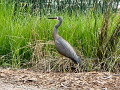 6256_White-faced_Heron