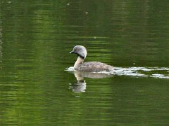 6267_Hoary-headed_Grebe