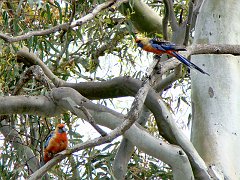 6273_Adelaide_Rosellas