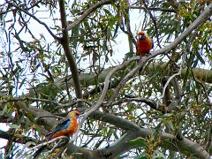 6274_Adelaide_Rosellas