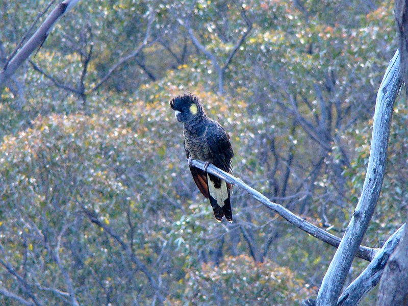 6282_Female_Yellow-tailed_Black-Cockatoo.JPG