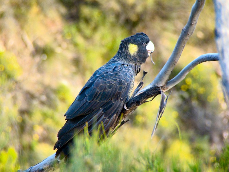 6312_Female_Yellow-tailed_Black-Cockatoo.JPG