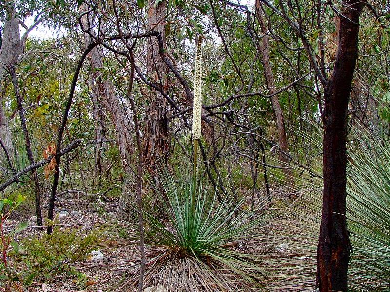 6317_Yucca_flowering.JPG
