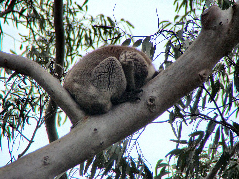 6323_Koala_number_2.JPG