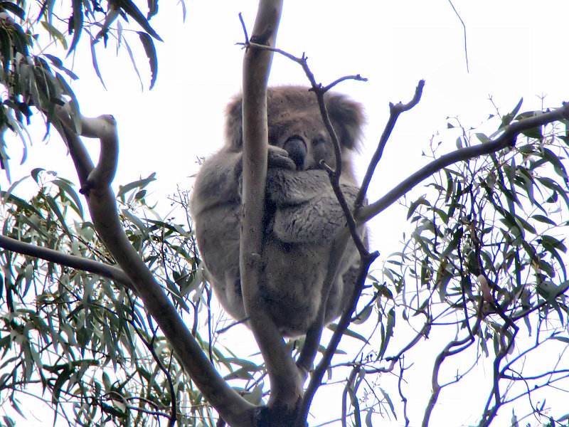 6328_Koala_number_1.JPG