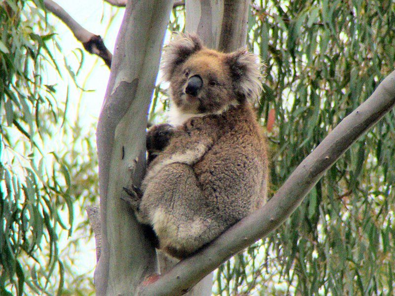 6338_Koala_number_3.JPG