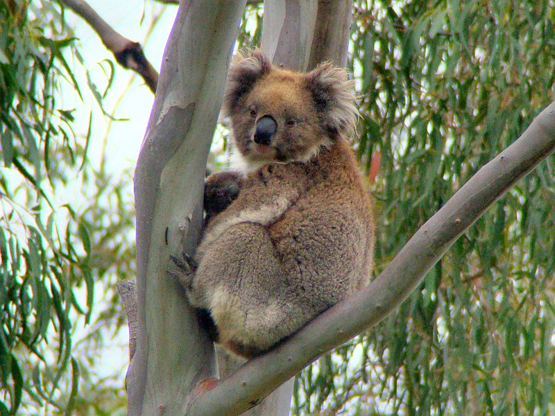 6340_Koala_number_3.JPG