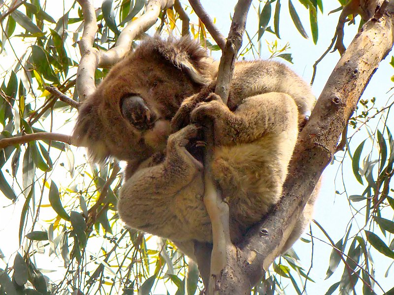 6372_Koala_number_4.JPG