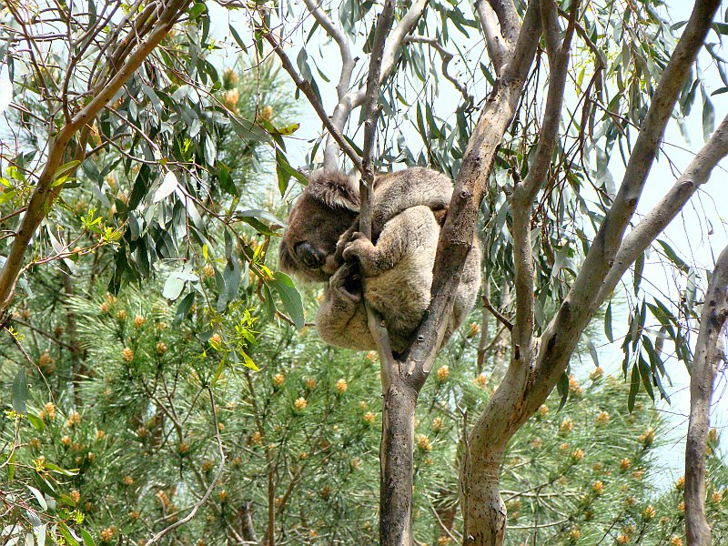 6373_Koala_number_4.JPG