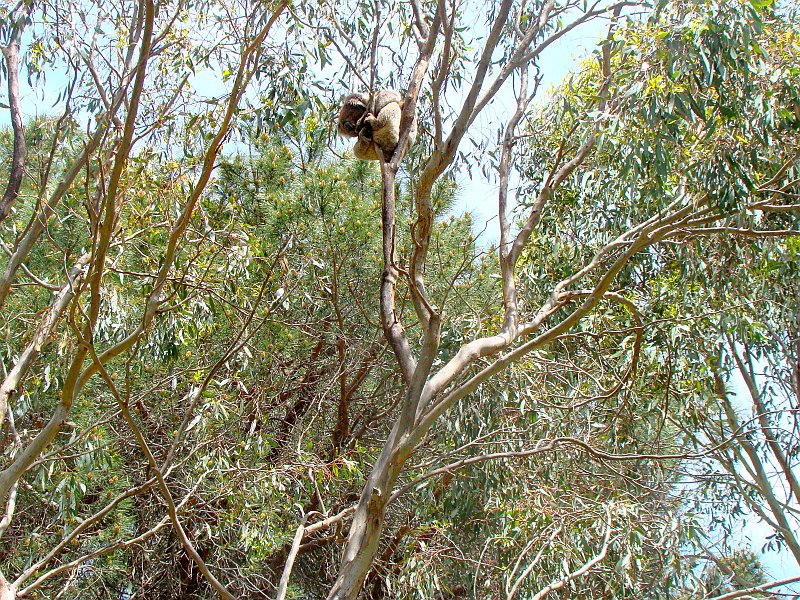 6384_Koala_number_4.JPG