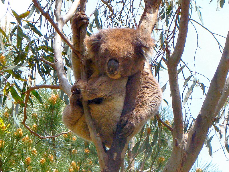 6393_Koala_number_4.JPG