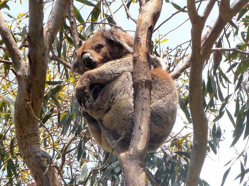 6394_Koala_number_4.JPG