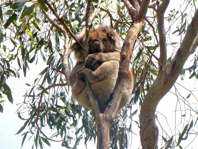6398_Koala_number_4.JPG