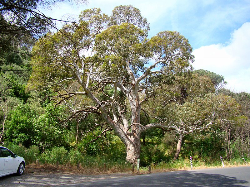 6399_Great_tree.JPG