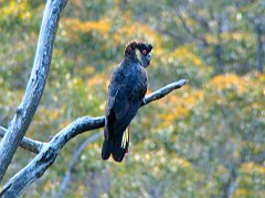 6289_Male_Yellow-tailed_Black-Cockatoo