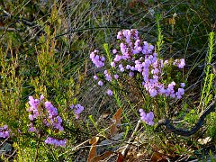 6306_Wildflowers