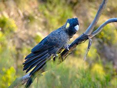 6311_Female_Yellow-tailed_Black-Cockatoo