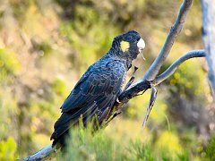 6312_Female_Yellow-tailed_Black-Cockatoo