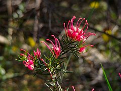6315_Wildflower