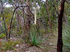 6317_Yucca_flowering
