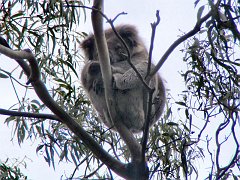 6319_Koala_number_1