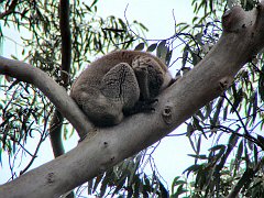 6323_Koala_number_2