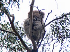 6328_Koala_number_1