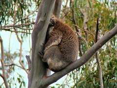 6330_Koala_number_3