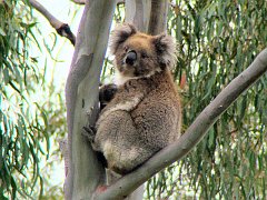6338_Koala_number_3
