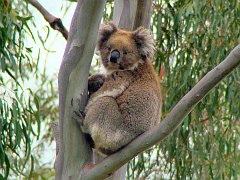 6340_Koala_number_3