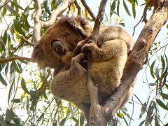 6372_Koala_number_4