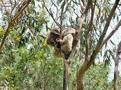 6373_Koala_number_4