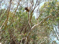 6384_Koala_number_4