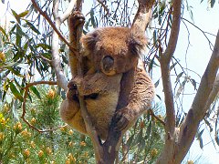 6393_Koala_number_4