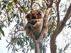 6398_Koala_number_4