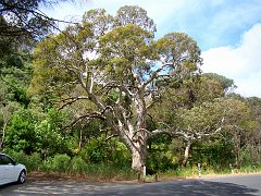 6399_Great_tree