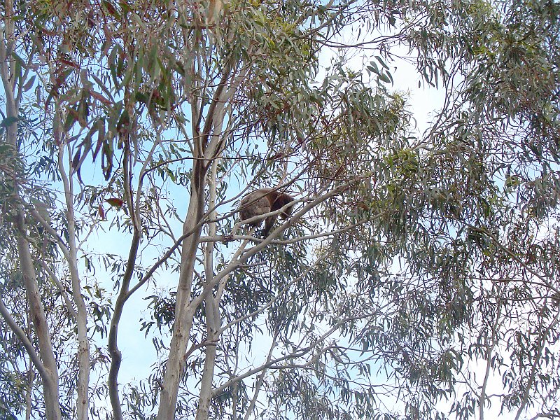 6414_Up_in_a_tree.JPG