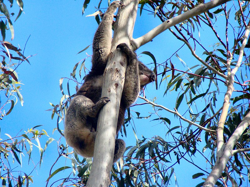 6426_Climbing_down.JPG