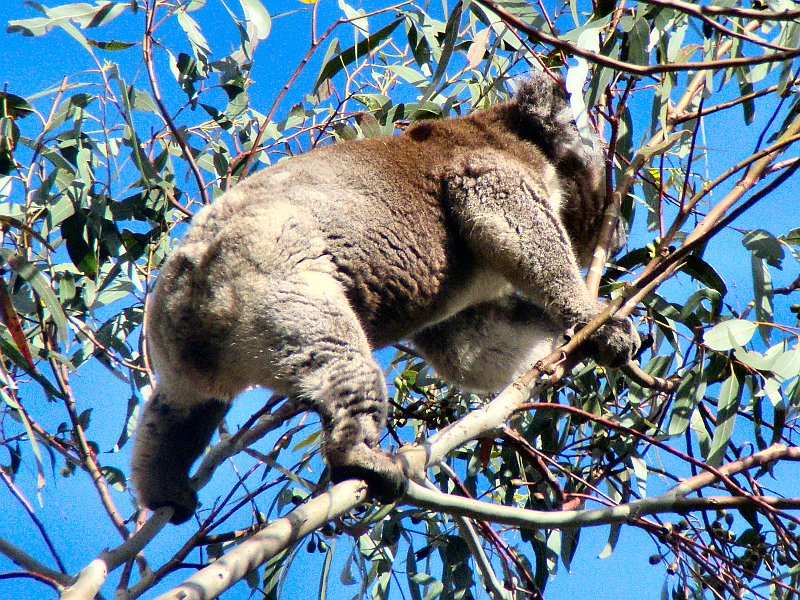 6430_Climbing_up_for_more_food.JPG