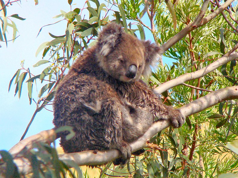 6462_Mama_Koala_and_baby.JPG