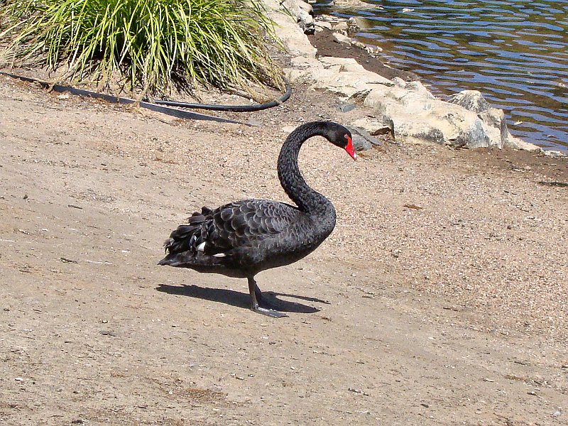 6468_Black_Swan.JPG