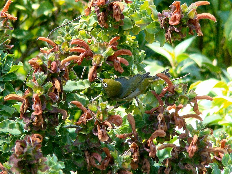 6488_White-eye.JPG