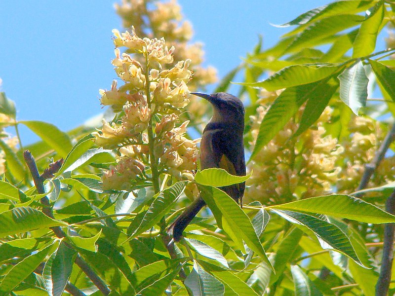 6501_Crescent_Honeyeater.JPG