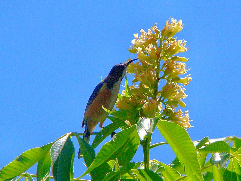 6515_Female_Eastern_Spinebill_I_think.JPG