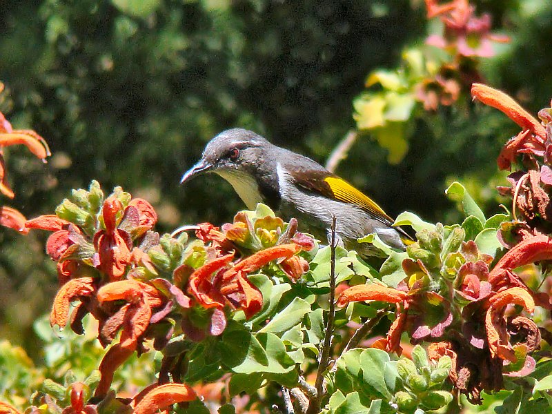 6518_The_definitive_Crescent_Honeyeater_shot.JPG