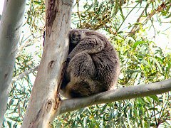 6404_Asleep_on_a_limb
