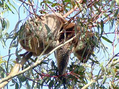 6416_Koala
