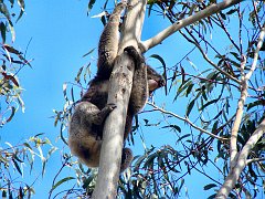 6426_Climbing_down