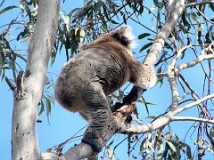 6427_Climbing_up
