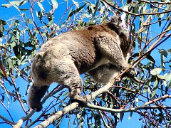 6430_Climbing_up_for_more_food